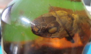 三蛇酒是那几种蛇 三蛇酒是什么