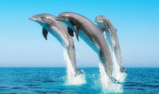 海豚一共有几种种类 海豚一共有多少种类
