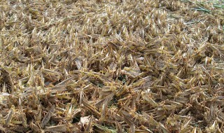 飞蝗芜湖什么意思 飞蝗芜湖指的什么