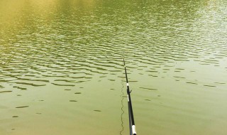 1月中旬钓鱼用什么饵 1月份钓鱼用什么饵比较好