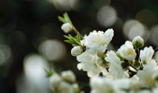 清明节是农历初几 清明节的节令食品