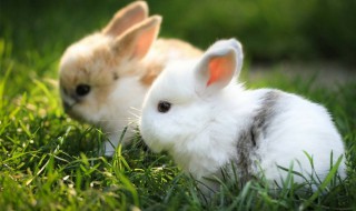 肉兔养殖前景分析 具体原因分析
