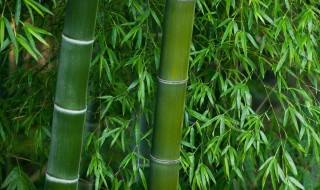 竹子如何防腐处理 怎么保护竹制品