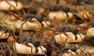 沙漠行军蚁电影叫什么 沙漠行军蚁真的存在吗