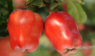 苹果可以榨汁吗 苹果的营养价值是什么