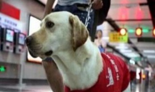 小狗装包里能上公车吗 你知道了吗