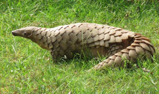 穿山甲是哺乳动物吗 穿山甲长什么样