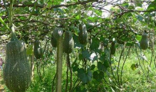 个头大的蜜本南瓜品种 个头大的蜜本南瓜品种有哪些