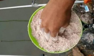 自制面粉鱼饵 如何弄面粉鱼饵