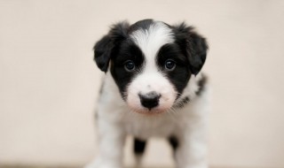 三个月的边牧注意什么 怎么养三个月的边牧