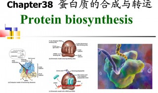 蛋白质在哪里合成 蛋白质合成位置