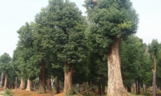 丽水香樟树种植方法 香樟树怎么种植