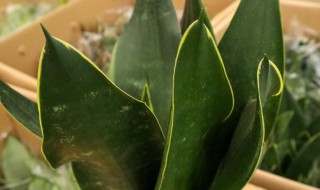 虎皮兰养殖的方法 怎么养殖虎皮兰