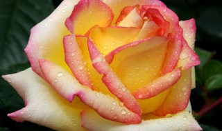 冬天月季嫁接方法 嫁接月季的步骤