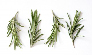 迷迭香的养殖方法和注意事项 迷迭香的养殖方法小结