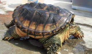 养鳄龟水质问题怎么解决 饲养鳄龟水质环境很重要