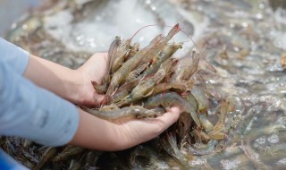 吃草虾有什么营养价值 经常吃草虾的好处是什么