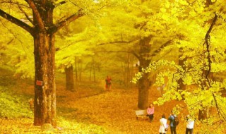 中国银杏之乡是哪个城市 银杏简介