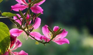 紫荆花养护方法 紫荆花养护方法介绍