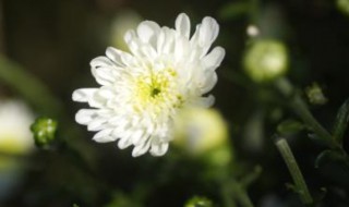 贡菊泡水喝的功效 贡菊泡水喝的功效是什么