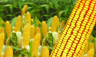 四种粮食作物分别是什么 四种粮食指的什么