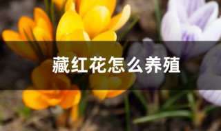 藏红花花盆种植方法与技巧 藏红花如何养殖