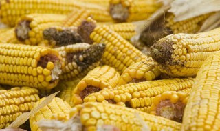 青贮玉米合理种植方法 青贮玉米如何种植