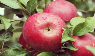 含蛋白质的蔬菜水果有什么 含蛋白质的蔬菜水果介绍