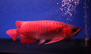 红龙食欲不振怎么解决 红龙不吃东西怎么办