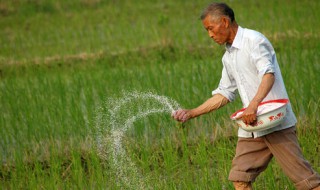 施用氮肥的方法 常见几种氮肥的施用方法