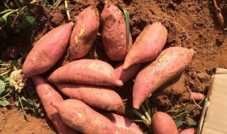长期吃红薯有什么危害 长期吃红薯的危害