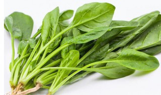 宋朝人吃火锅可以吃到菠菜吗 宋朝人吃火锅有没有菠菜吃