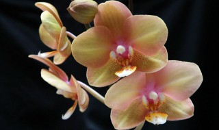 蝴蝶兰的养护方法 蝴蝶兰的养护方法介绍