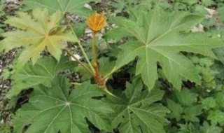 通草对人体有哪些危害 通草有副作用吗