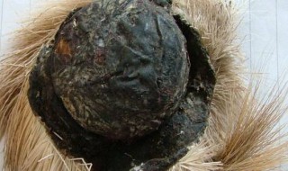 麝香与什么味相近 麝香简介