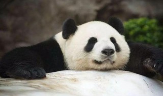熊猫冬眠吗为什么 熊猫介绍