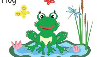 牛蛙是青蛙吗 牛蛙是不是青蛙