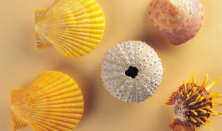 贝壳种类有多少 贝壳简介