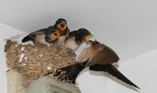 燕子做巢是怎样挑选人家的 燕子做巢是如何挑选人家的