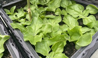 冰菜不能跟什么一起吃 冰菜的功效有哪些