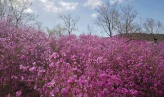 待到山花烂漫时中的烂漫是什么意思 待到山花烂漫时中的烂漫什么意思