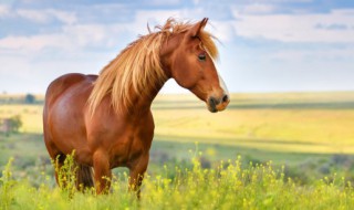 按图索骥的骥的骥是什么意思 按图索骥的骥的骥解释