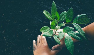 种桑起苗的注意事项有哪些 关于种桑起苗的注意事项