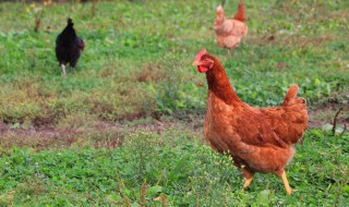 冬季蛋鸡饲养的注意事项 冬季蛋鸡饲养的注意事项有哪些