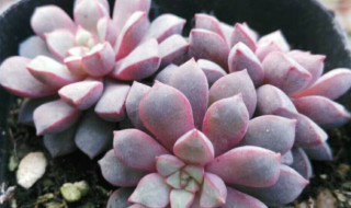 蓝宝石多肉植物怎么养 蓝宝石多肉植物如何养