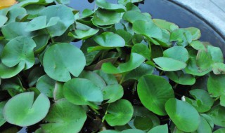 碗莲叶子枯萎的解决方法 碗莲叶子枯萎的原因及解决方法