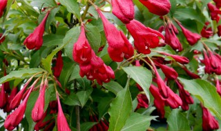 红王子锦带的养殖方法和注意事项 红王子锦带的养殖方法和注意事项介绍