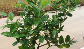 柠檬树盆栽怎么养 怎么养柠檬树盆栽