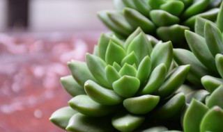 多肉植物长侧芽怎么养 多肉植物侧芽的4个处理方法