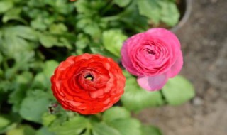 芹叶牡丹的养殖方法和注意事项 芹叶牡丹的养殖方法是什么